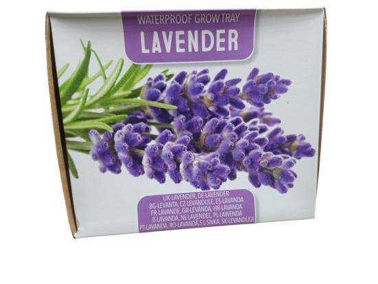 Staro Anzuchtschale Lavendel mit Lavendel-Samen